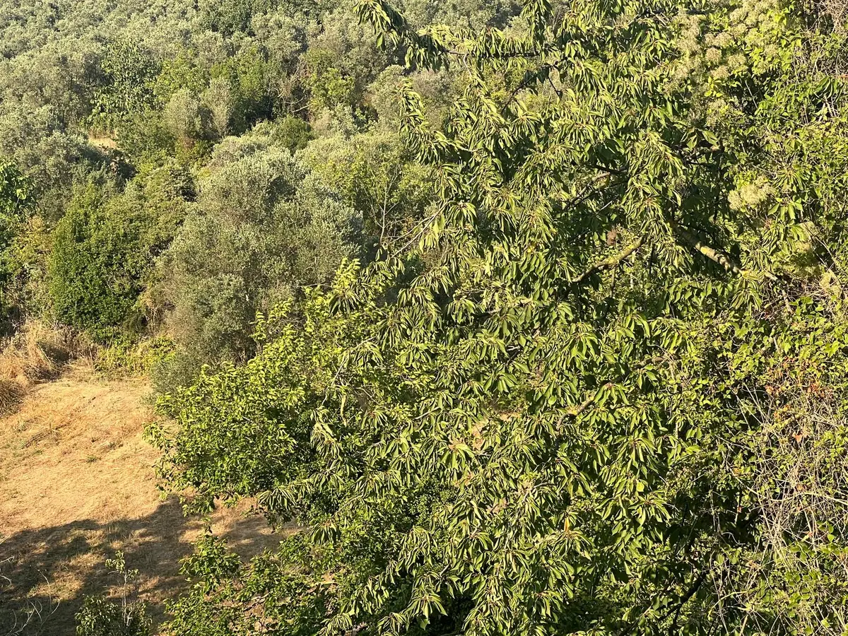 Bursa Mudanya Eşkel Satılık Tarla1300m2 - 2