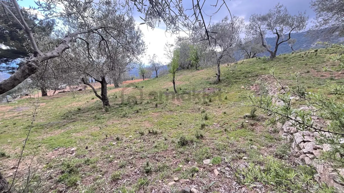 Başaran Emlak'tan Efsane Zeytin Arazisi... - 14