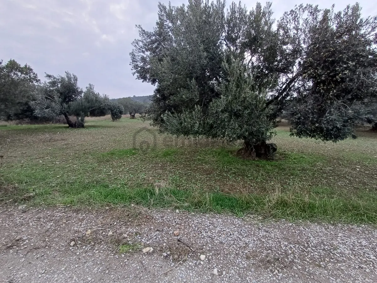 Bülent Ateşci'den Hisseli Zeytinli Tarla - 4