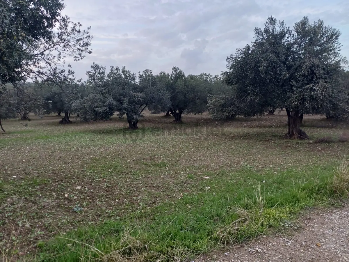 Bülent Ateşci'den Hisseli Zeytinli Tarla - 9