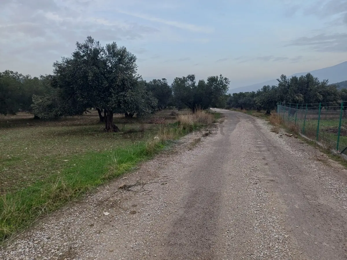 Bülent Ateşci'den Hisseli Zeytinli Tarla - 5