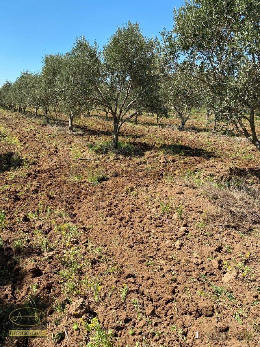Balıkesir Gömeç Kemalpaşa Satılık İmara Sınır Tarla - 13