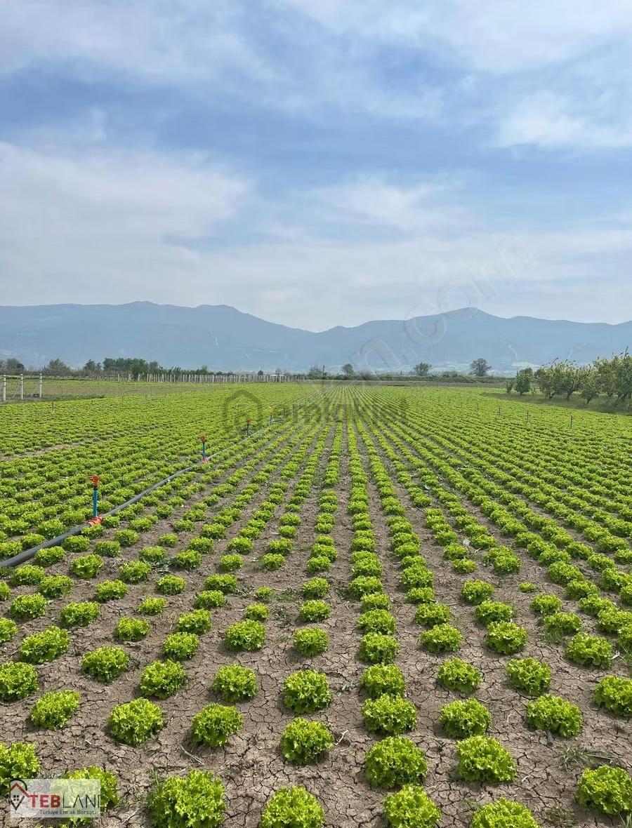 Sakarya Pamukova Paşalarda 880m2 Tarla - 3