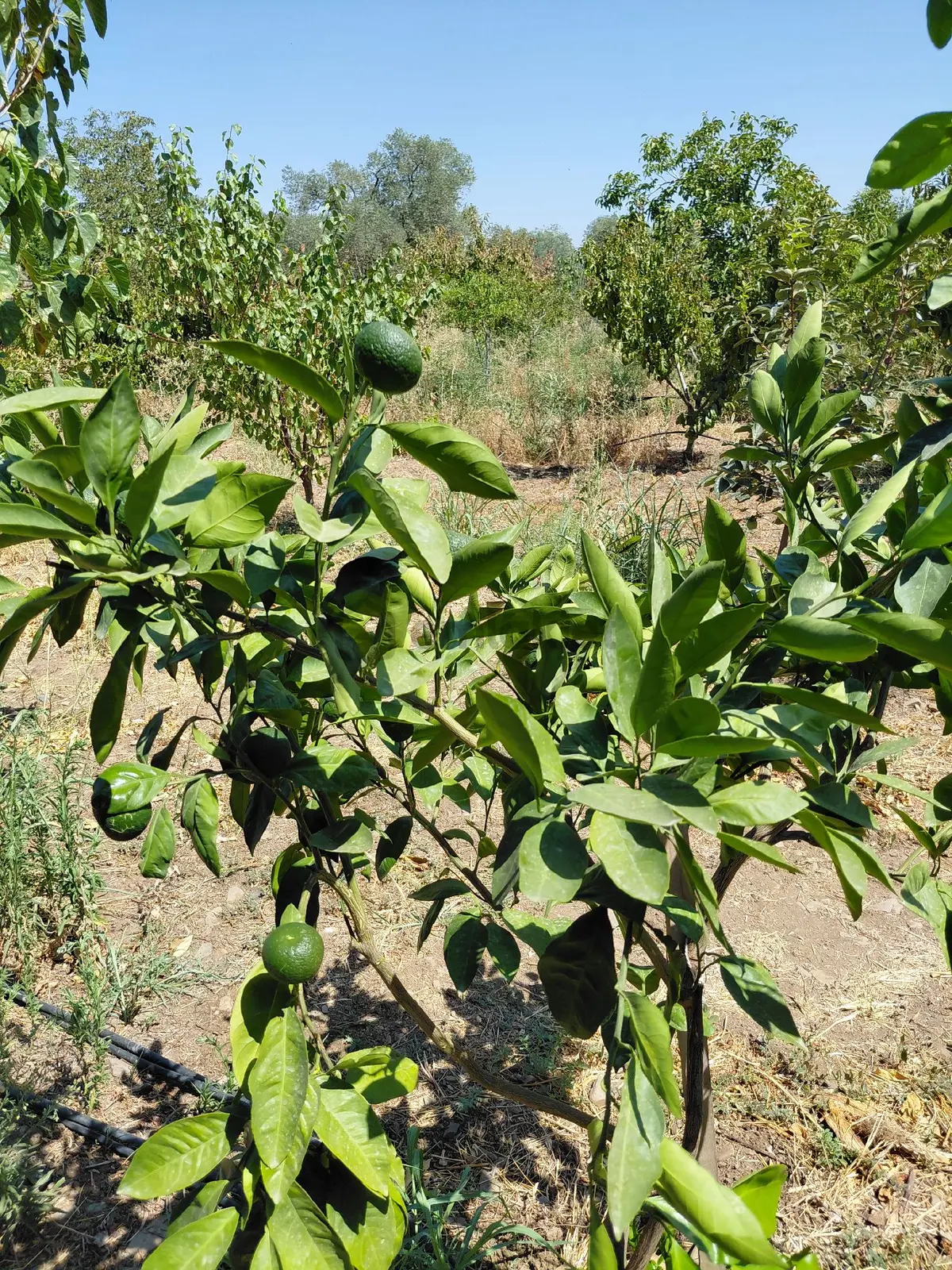 Sahibinden Sıfır Ev Düz Arazi - 6