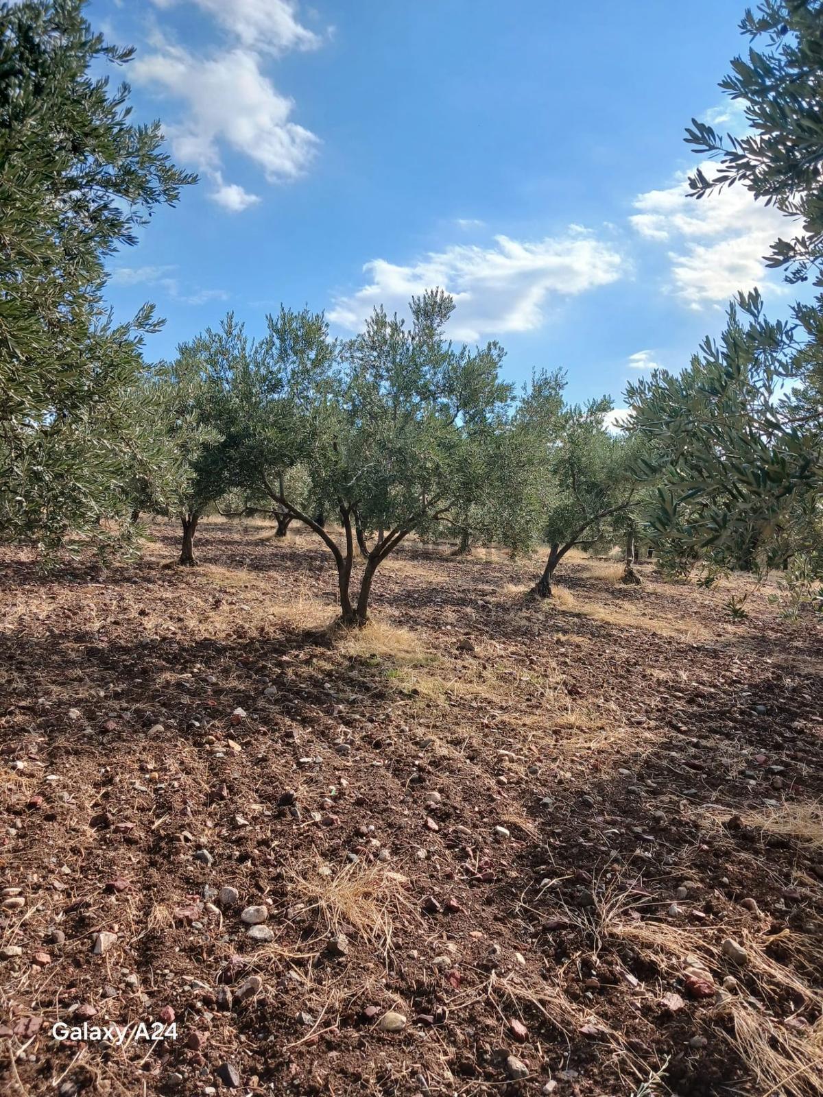 Manisa Saruhanlı Halit Paşada Satılık 9100m2 Trilya Bahçesi - 8