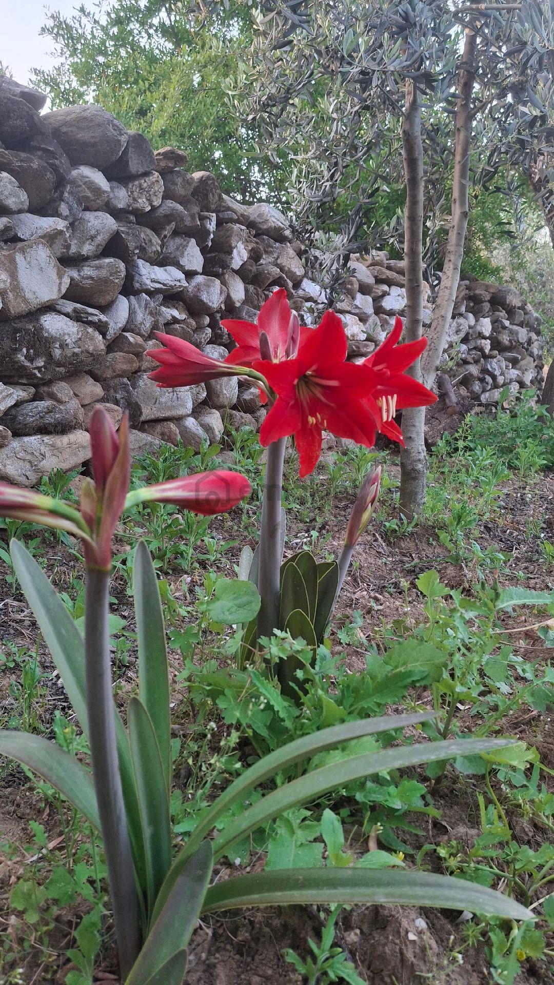 Sahibinden ..acil Satılık.. - 32