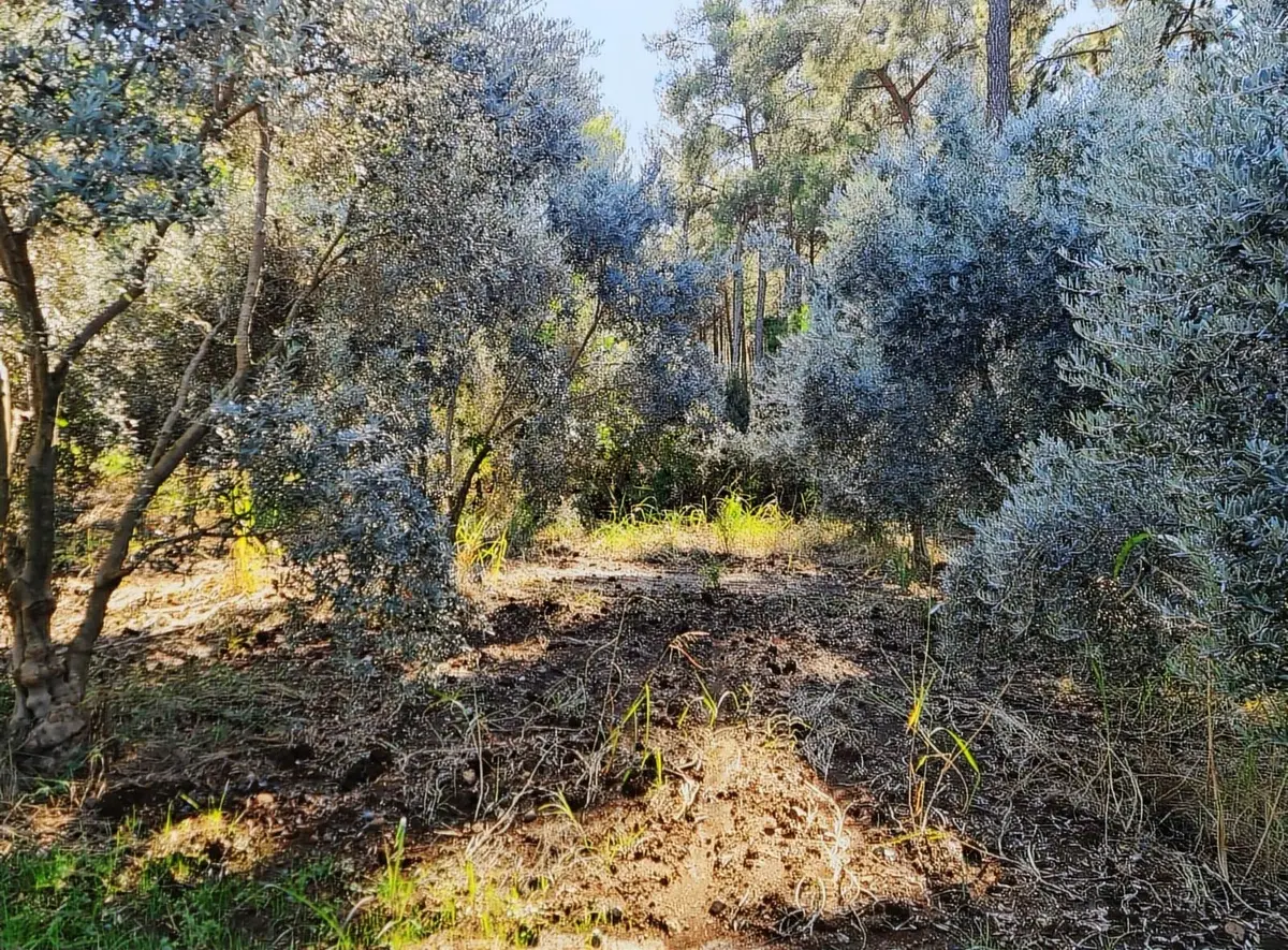 Zeytinalanı 500 M2 Satılık 2b Bahçe. - 13