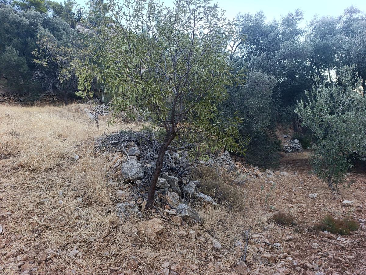 Datça Satılık Yolu Olan Manzaralı Arazi - 11