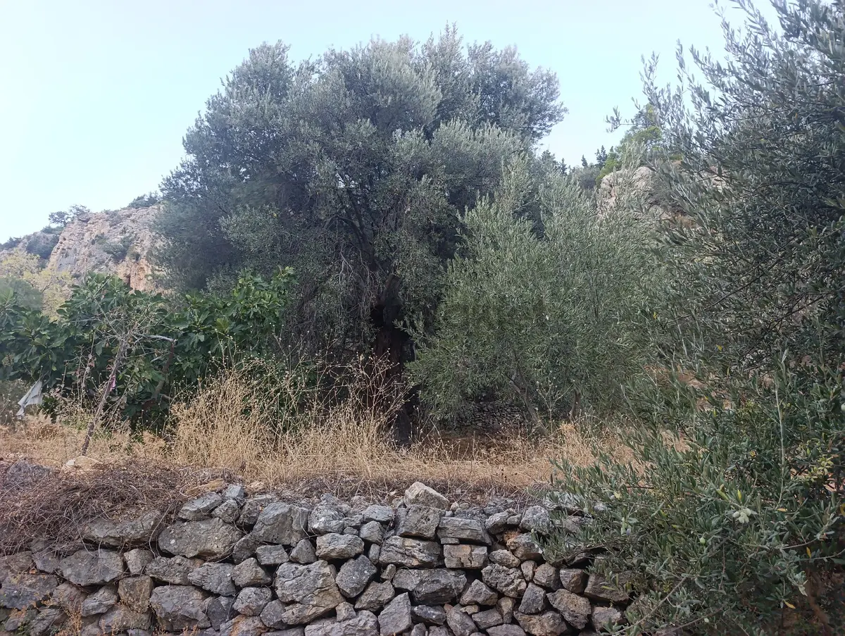 Datça Satılık Yolu Olan Manzaralı Arazi - 29