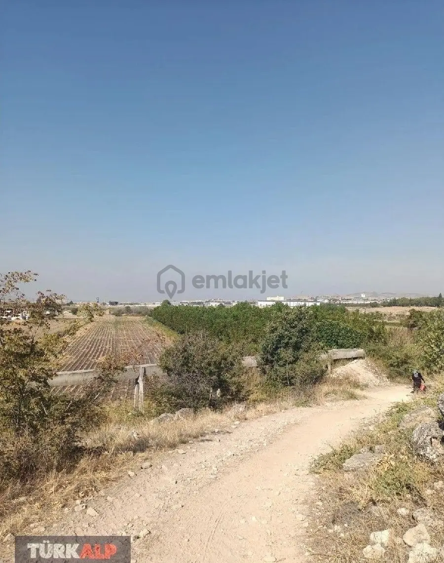 Denizli Kocabaşta Ceviz Tarlası - 10