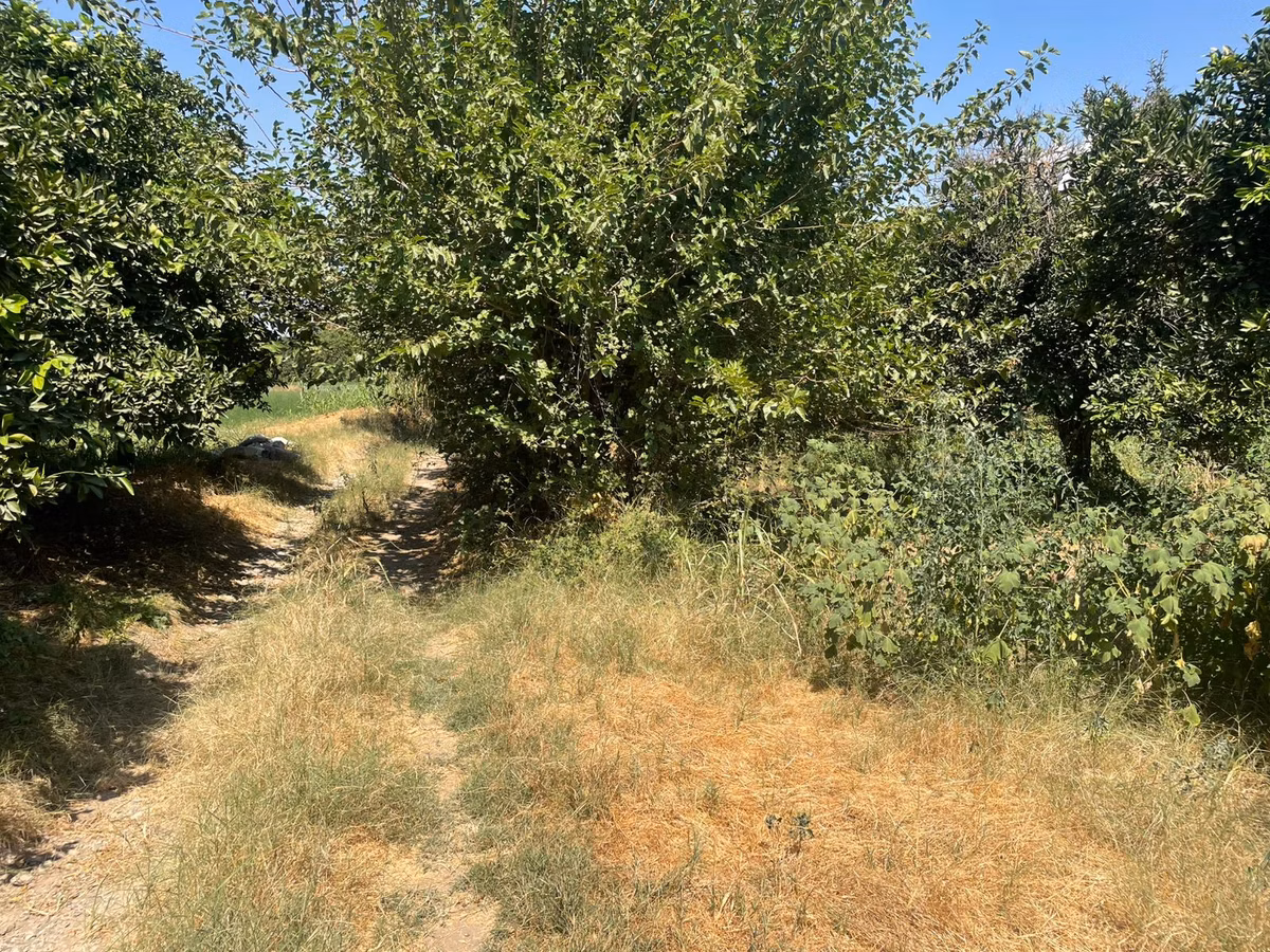 Nazilli Hamzallı Mah. Satılık Portakal Bahçesi - 18