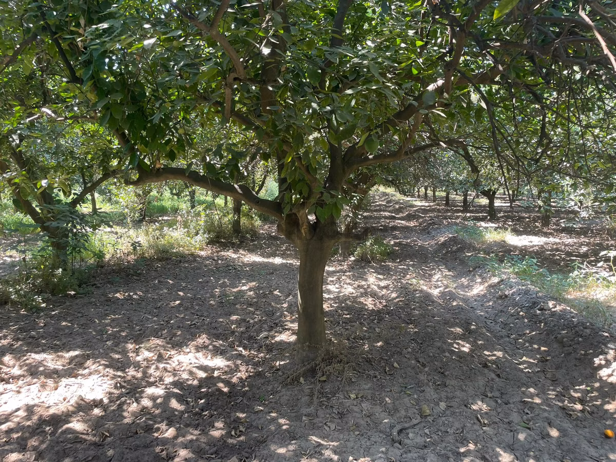 Nazilli Hamzallı Mah. Satılık Portakal Bahçesi - 9