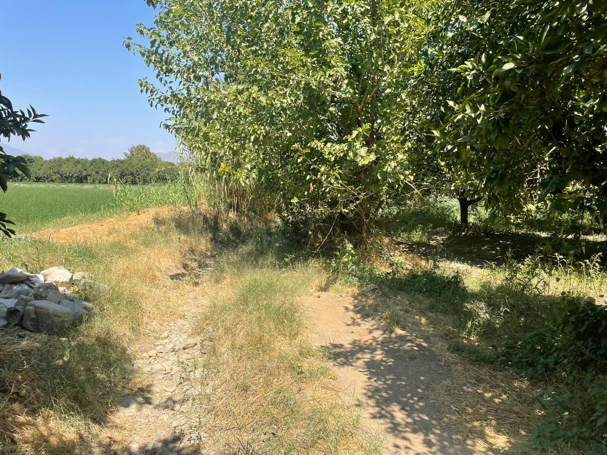 Nazilli Hamzallı Mah. Satılık Portakal Bahçesi - 16