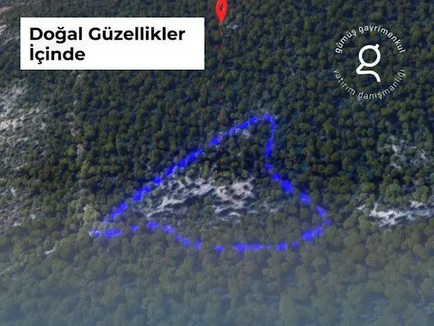 Milas Kalınağıl'da 13.475 M2 Zeytinlik - 8