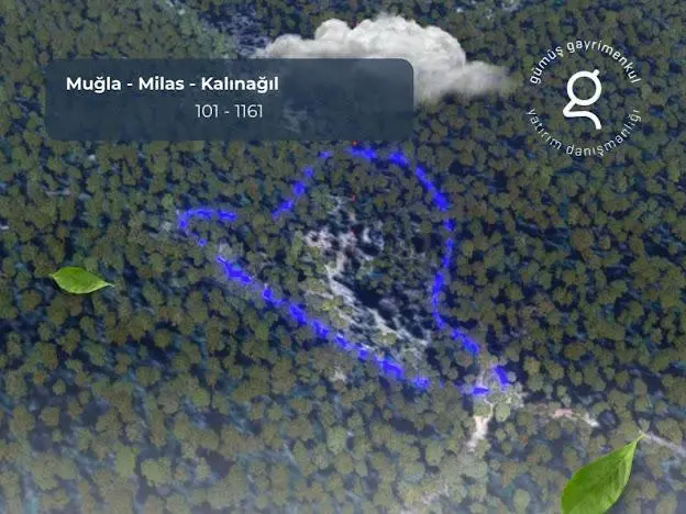 Milas Kalınağıl'da 13.475 M2 Zeytinlik - 12