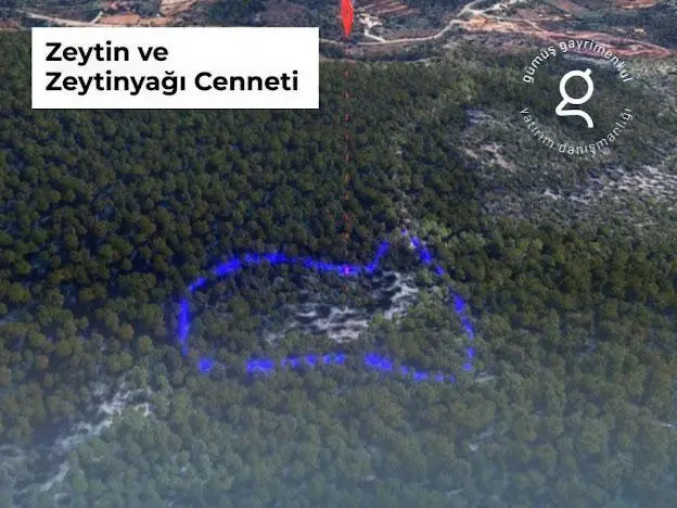 Milas Kalınağıl'da 13.475 M2 Zeytinlik - 6