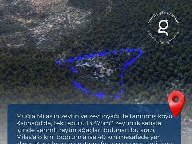 Milas Kalınağıl'da 13.475 M2 Zeytinlik - 10