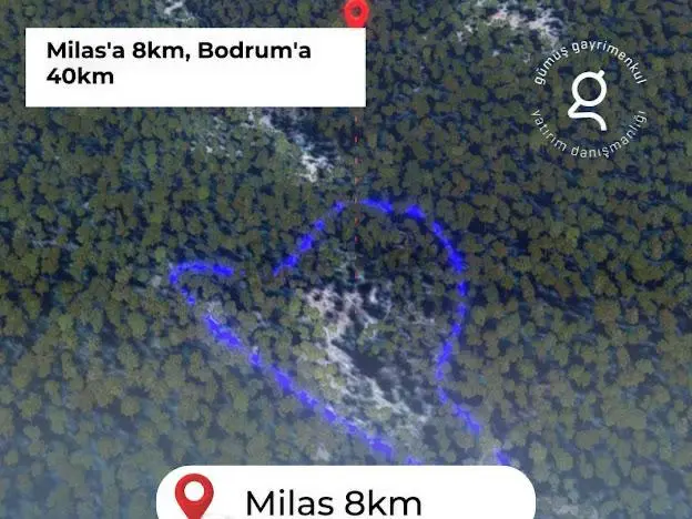 Milas Kalınağıl'da 13.475 M2 Zeytinlik - 4