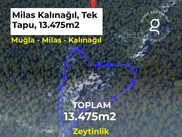 Milas Kalınağıl'da 13.475 M2 Zeytinlik