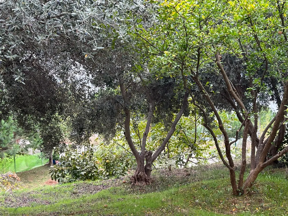Se&as Exclusıve: 250 M² Arsada, Deniz Manzaralı Villa! - 9