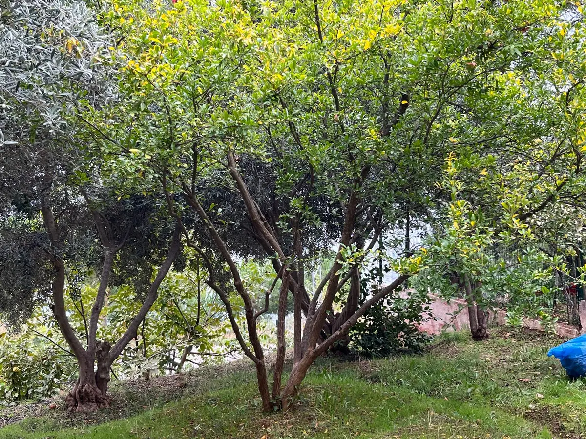 Se&as Exclusıve: 250 M² Arsada, Deniz Manzaralı Villa! - 8