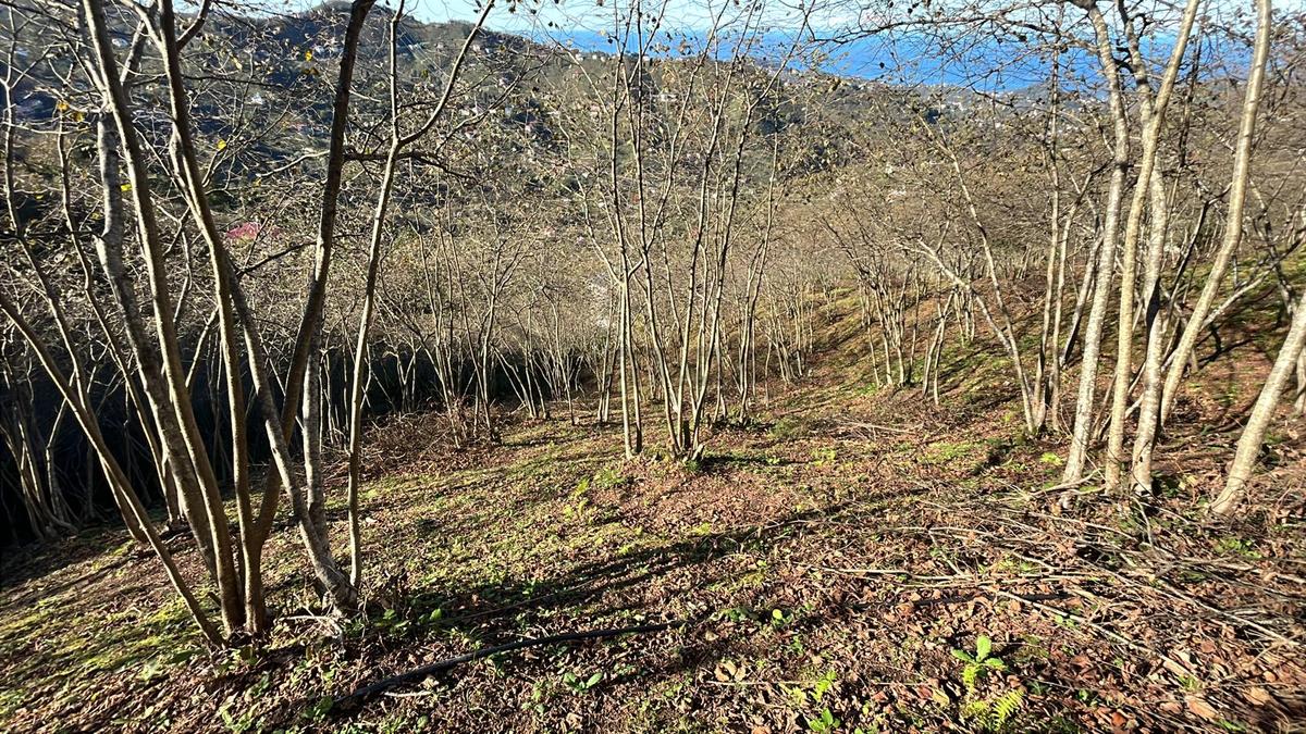 Trabzon Arsin'de Satılık Arazi - 6