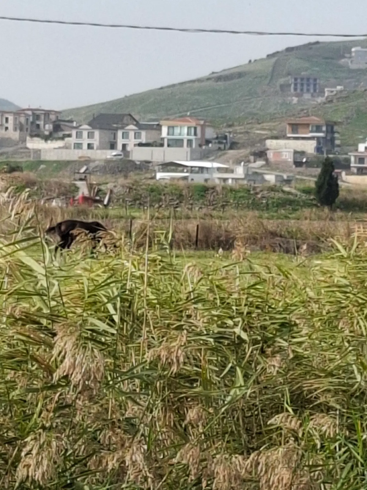 Foça Bağarasında 445 M2 Bahçe Acil Satılıktır - 6