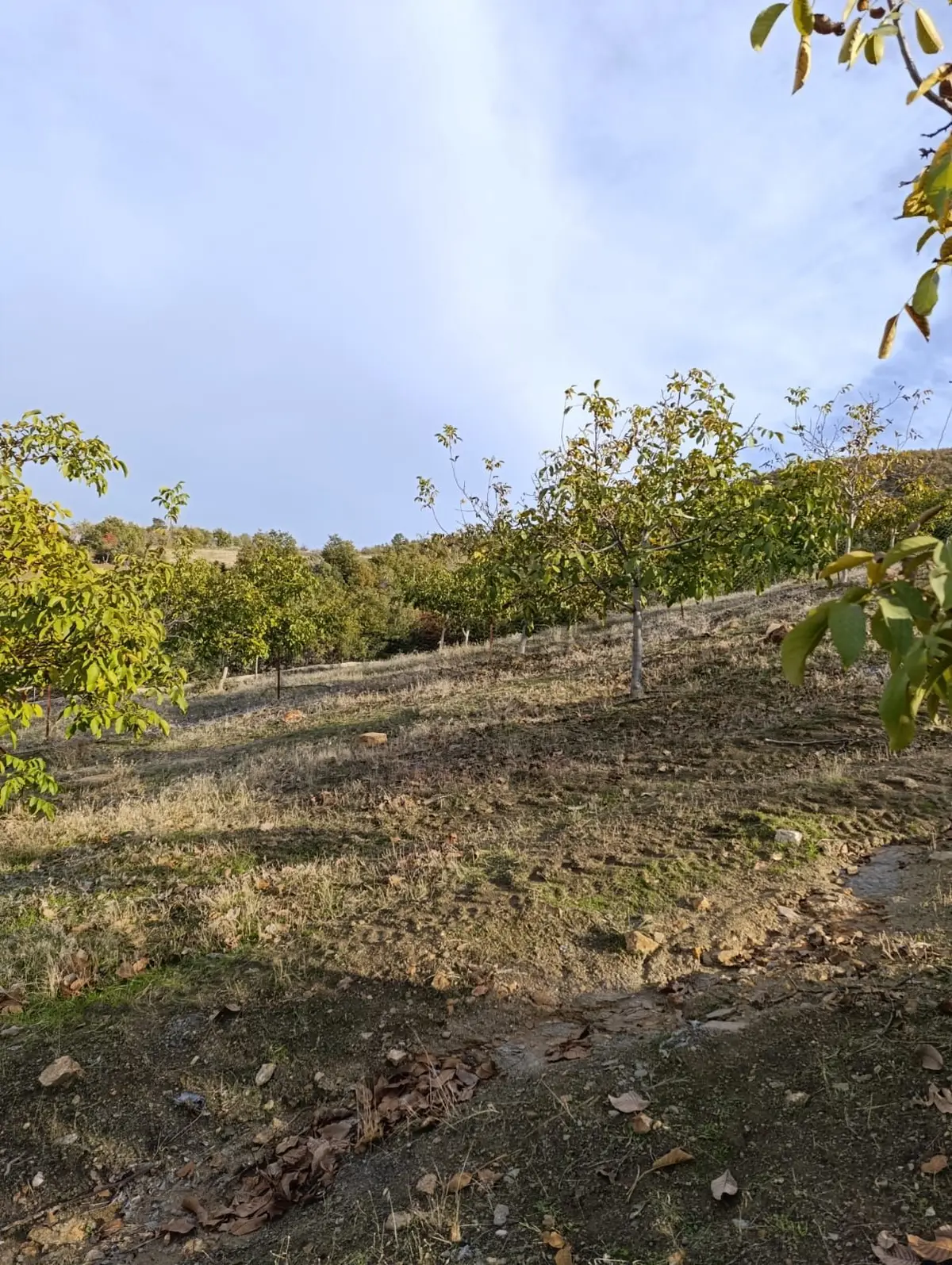 Manisa Kula Bebekli Mah. Satılık Cevizli Tarla - 16