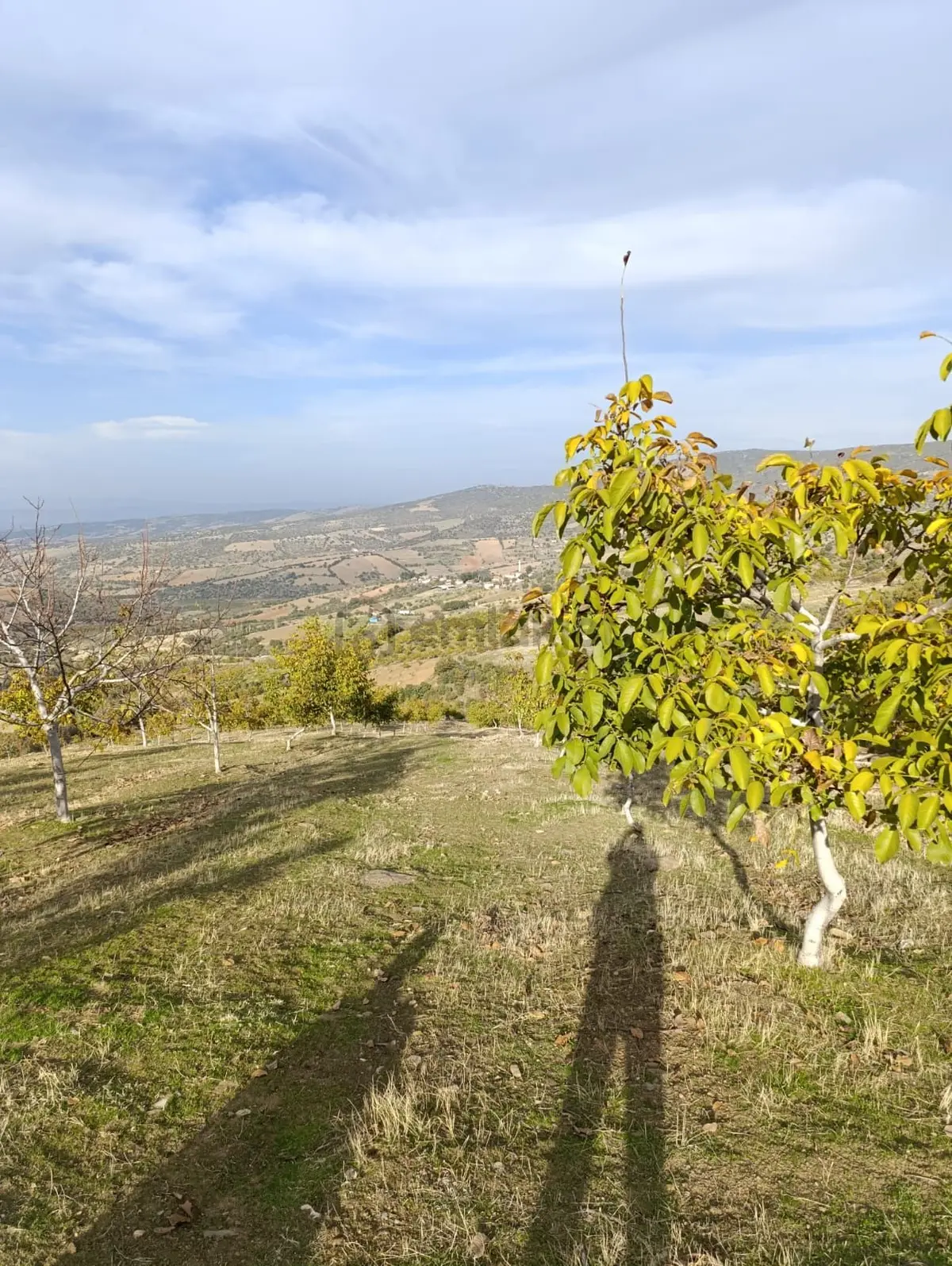 Manisa Kula Bebekli Mah. Satılık Cevizli Tarla - 22