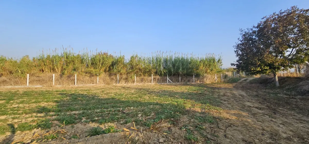 Aydın Germencik’te Verimli 6.290 M² Tarla Satılık! - 7
