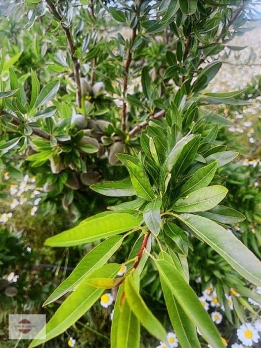 Evrenli Group'dan Satılık Bağdemlik Serinyayla Asfalt Yolun Dibi - 7