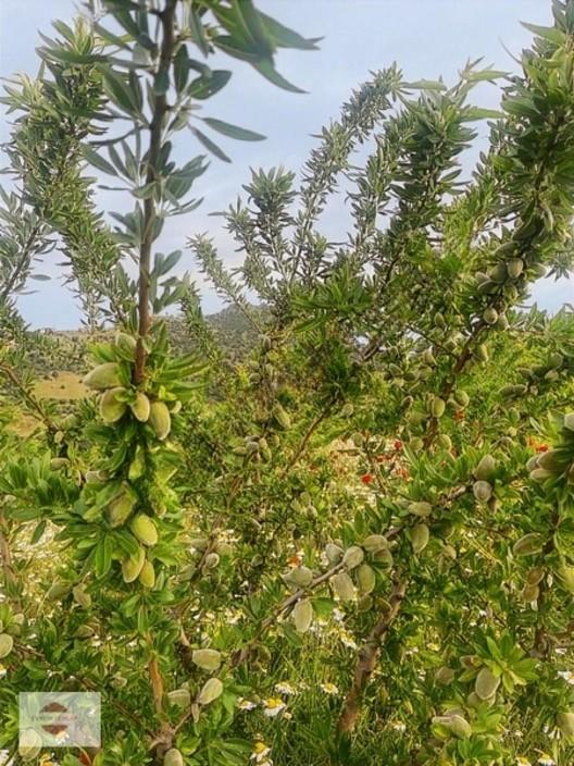 Evrenli Group'dan Satılık Bağdemlik Serinyayla Asfalt Yolun Dibi - 21