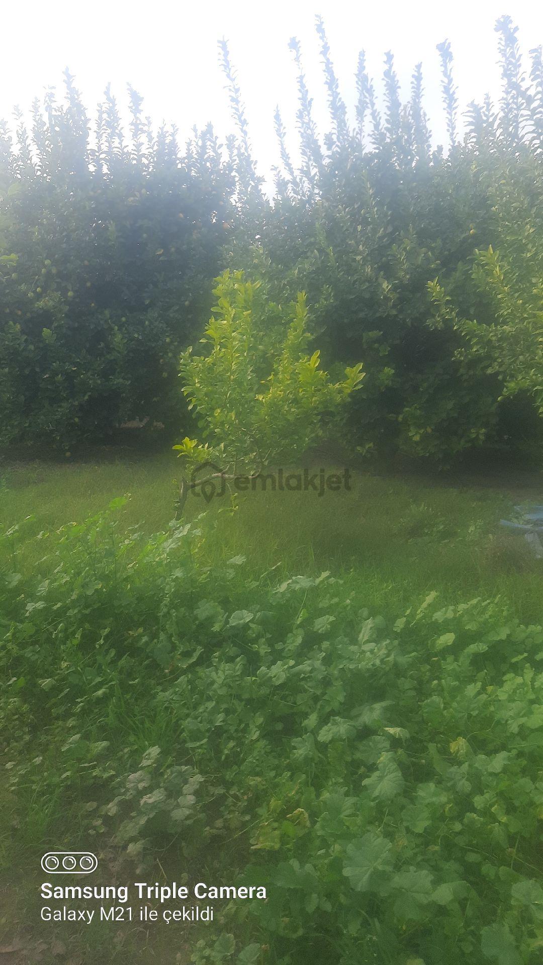 Lütfen Açıklamayı Okuyunuz. Ortaca Akıncıda Devirli 3 Parsel - 16