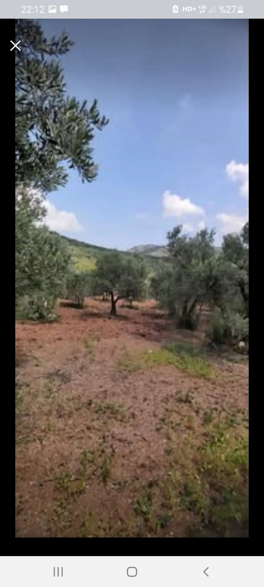 Sahibinden Mudanya Derekoy De Küçük Zeytinlik - 6