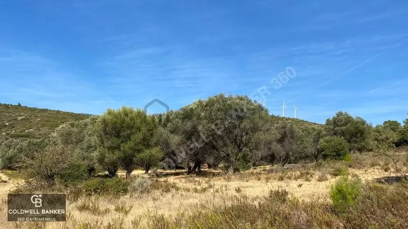 Karaburun Mordoğan Satılık Zeytinli Tarla - 21