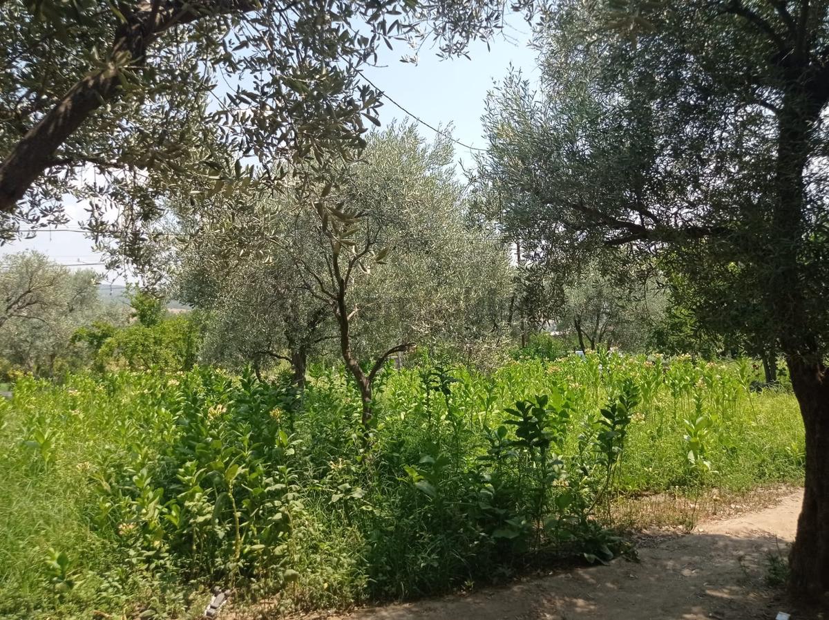 Aydın Karacasu Yenice Mah Satılık - 16