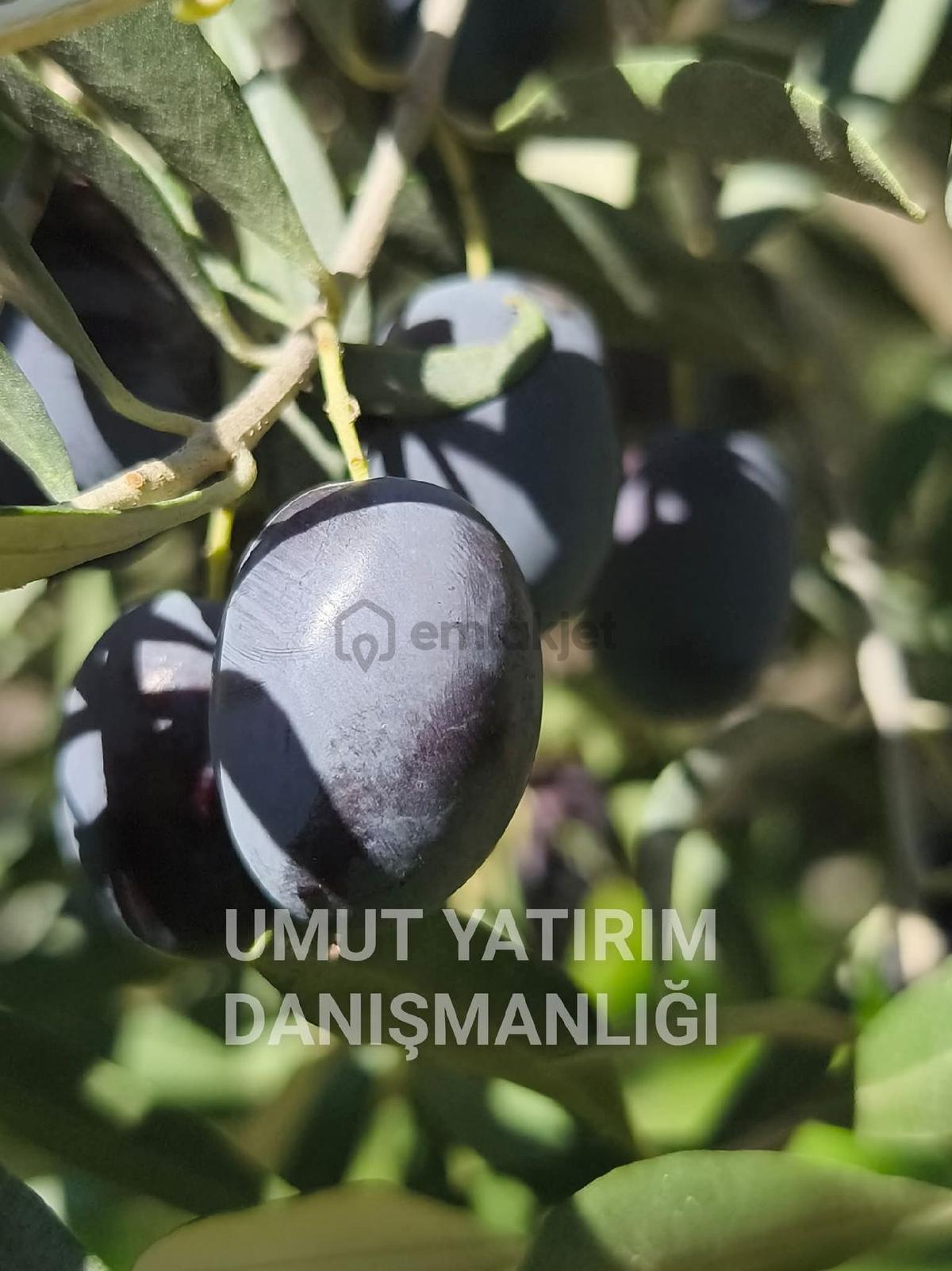 Aydın Buharkent Feslek Köy İçi - 12