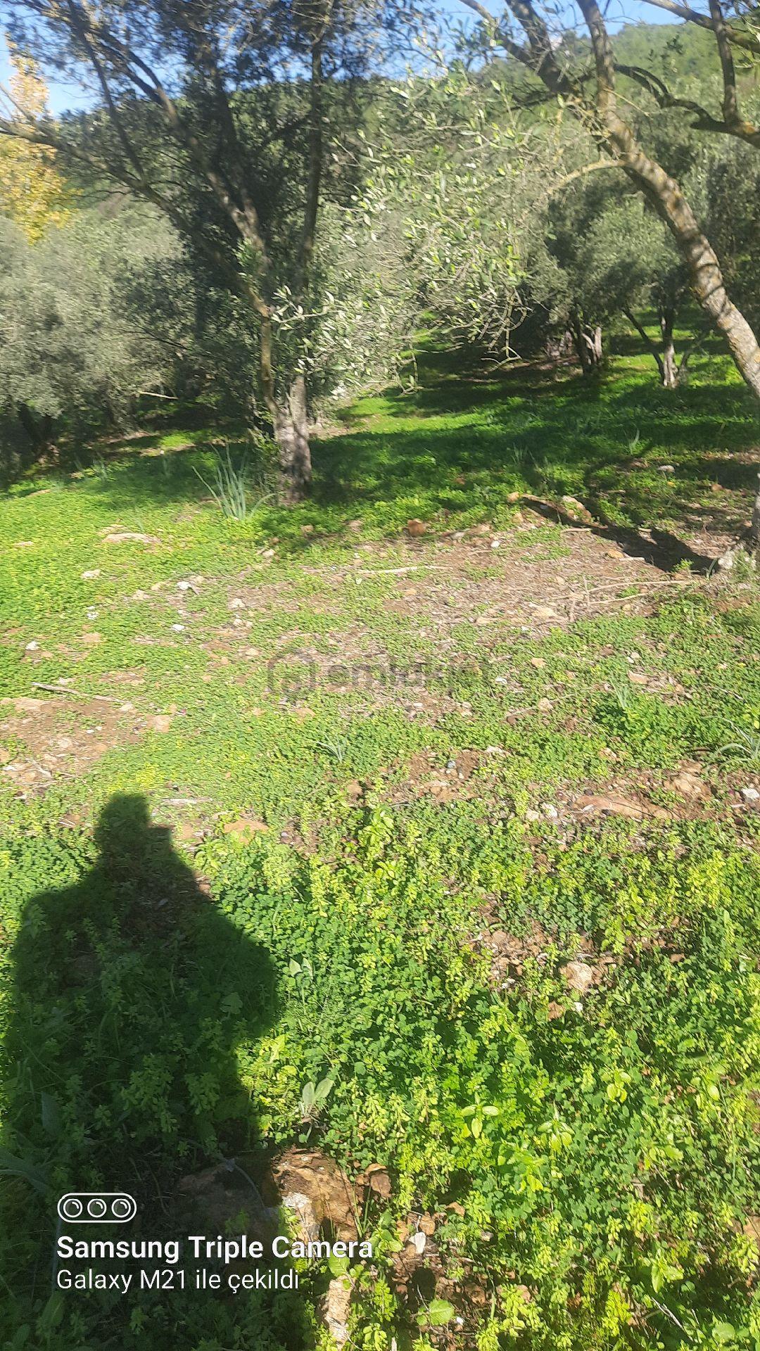 Ortaca Güzelyurt'da Satılık Tarla - 12
