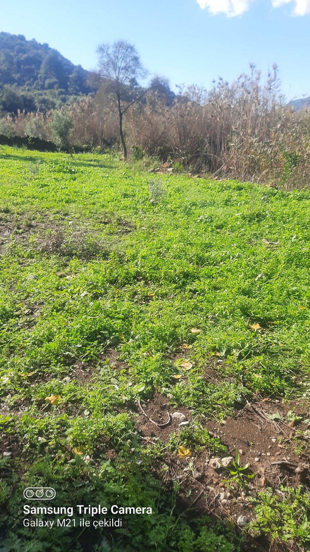 Ortaca Güzelyurt'da Satılık Tarla - 16