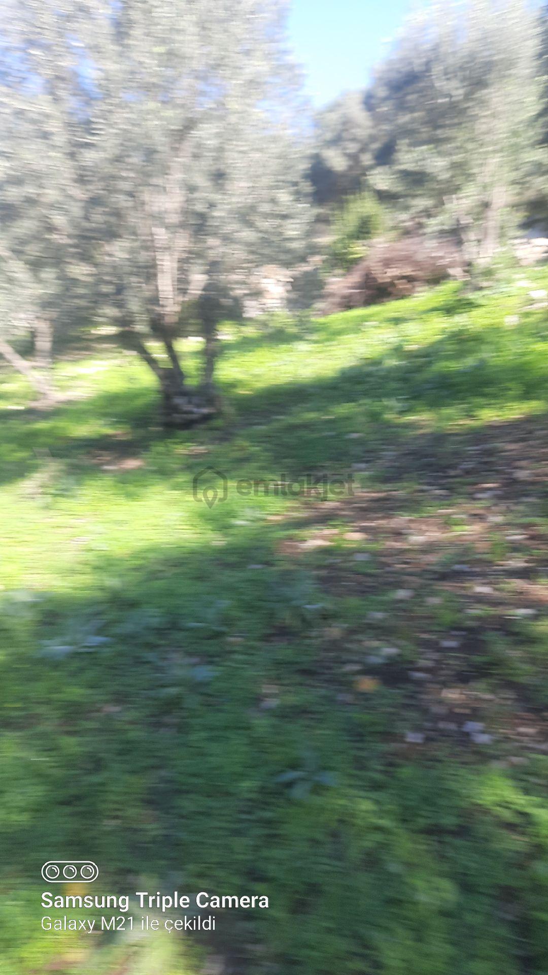 Ortaca Güzelyurt'da Satılık Tarla - 3