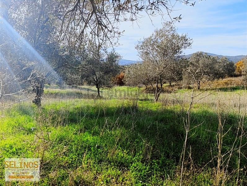 Bergama Dereköy'de 13.484 M2 Zeytinlik - 13