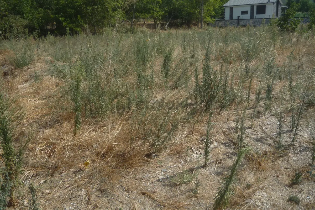 İzmir Torbalı Gold Emlaktan Satılık Bahçe - 7
