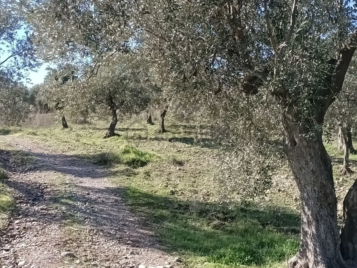 Buca Doğancılar Köyünde Doğanın Kalbinde