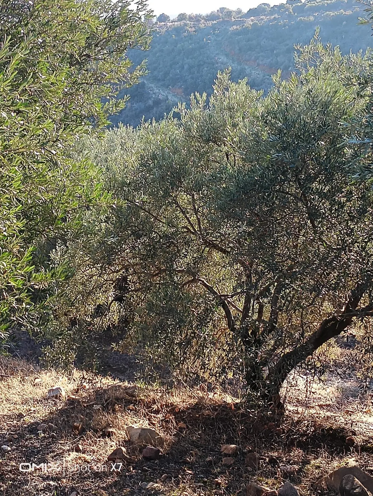 Karaçasu Dere Köyü Göletin Karşısı Satılık - 7