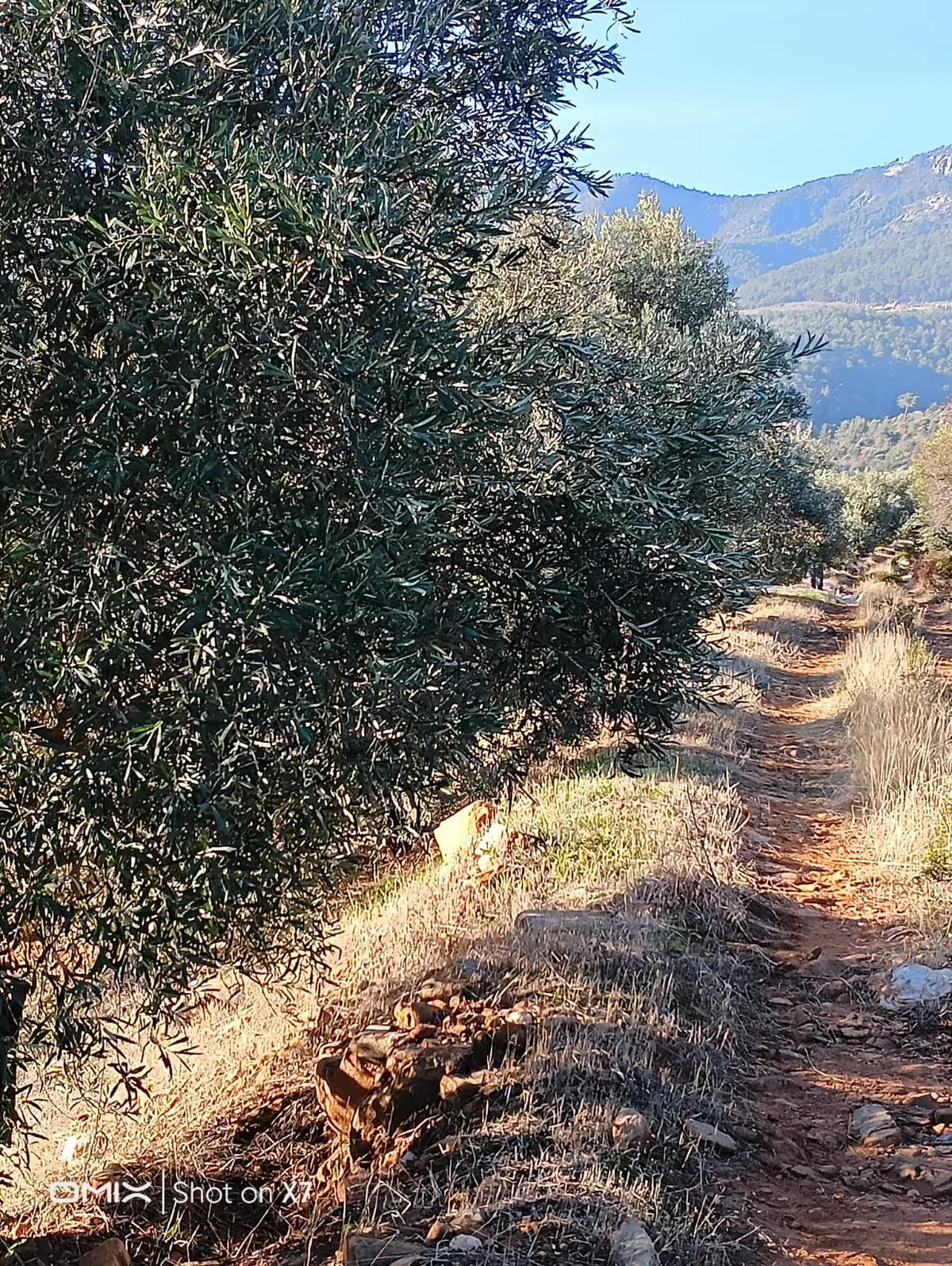 Karaçasu Dere Köyü Göletin Karşısı Satılık - 9