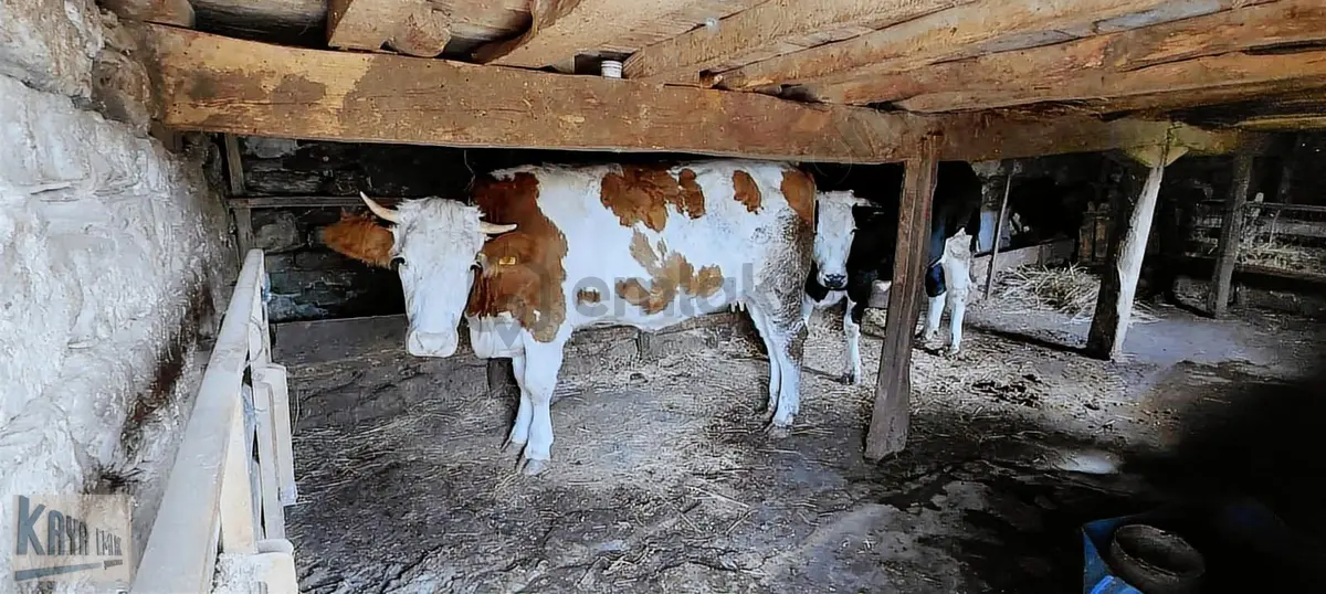 Satılık 616 M2 Arsa İçinde Müstakil Köy Evi - 7