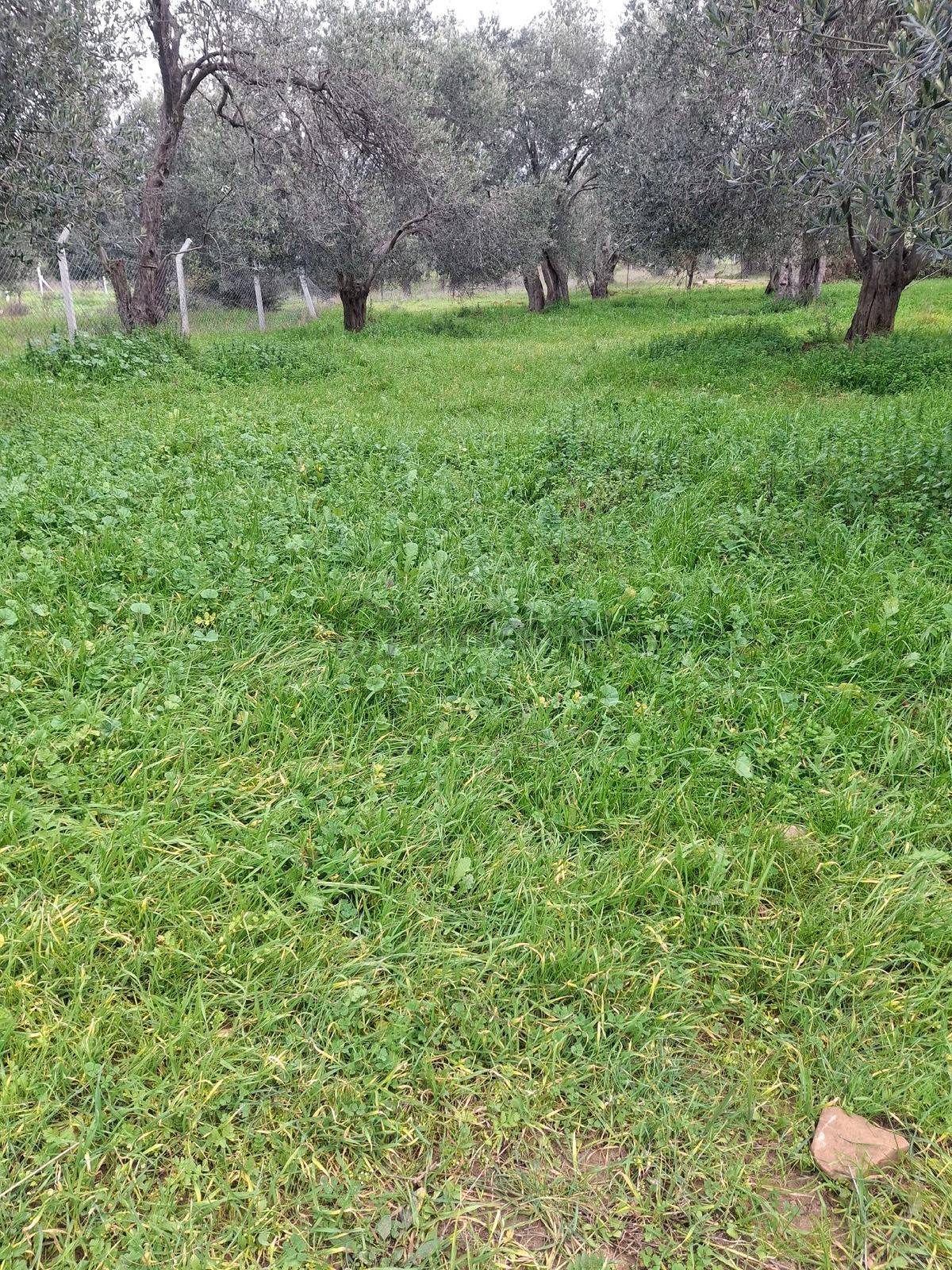 Mirya'dan Satılık Zeytinlik - 6