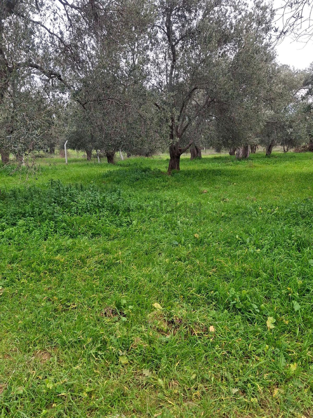 Mirya'dan Satılık Zeytinlik - 10