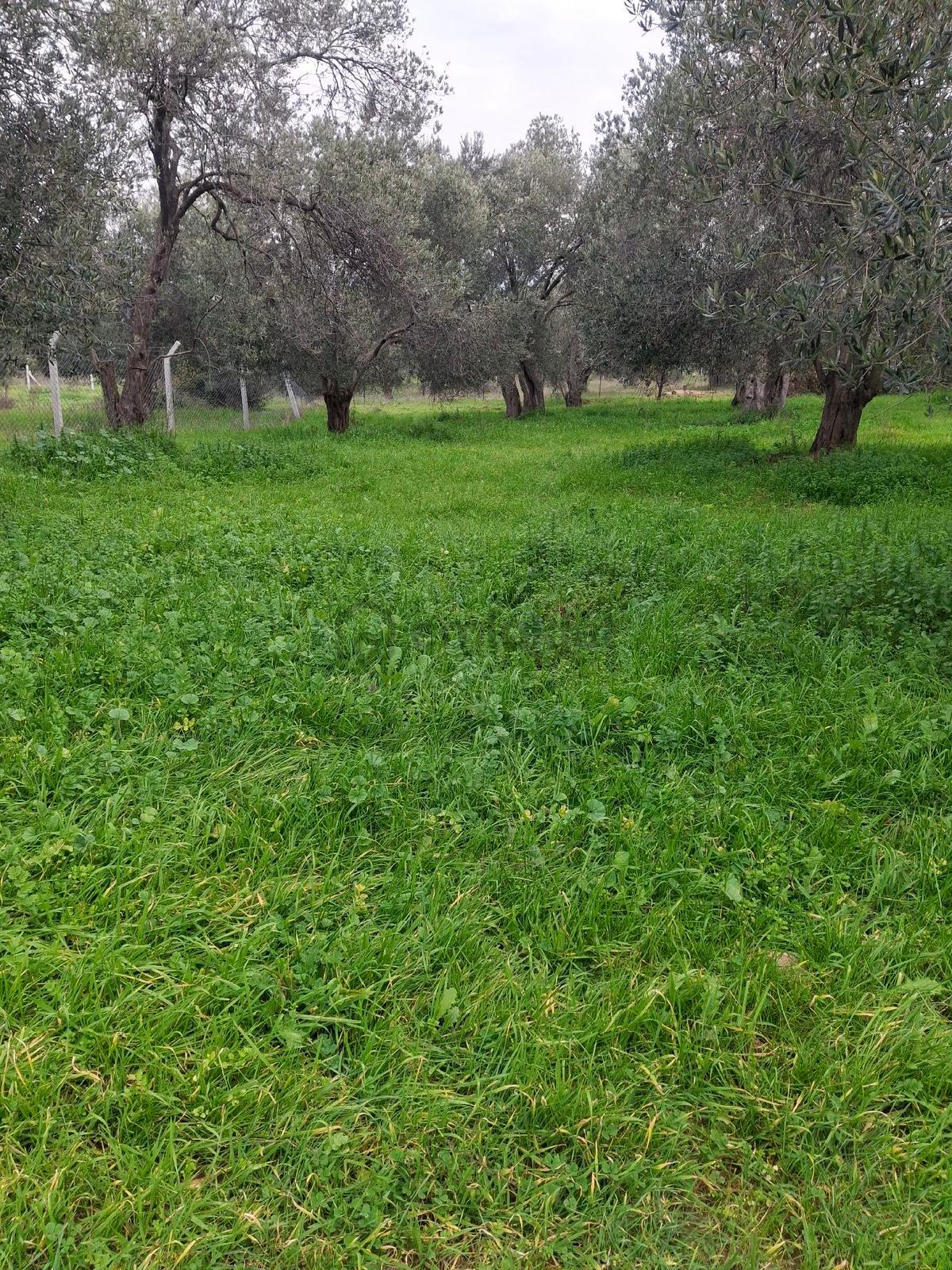 Mirya'dan Satılık Zeytinlik - 5