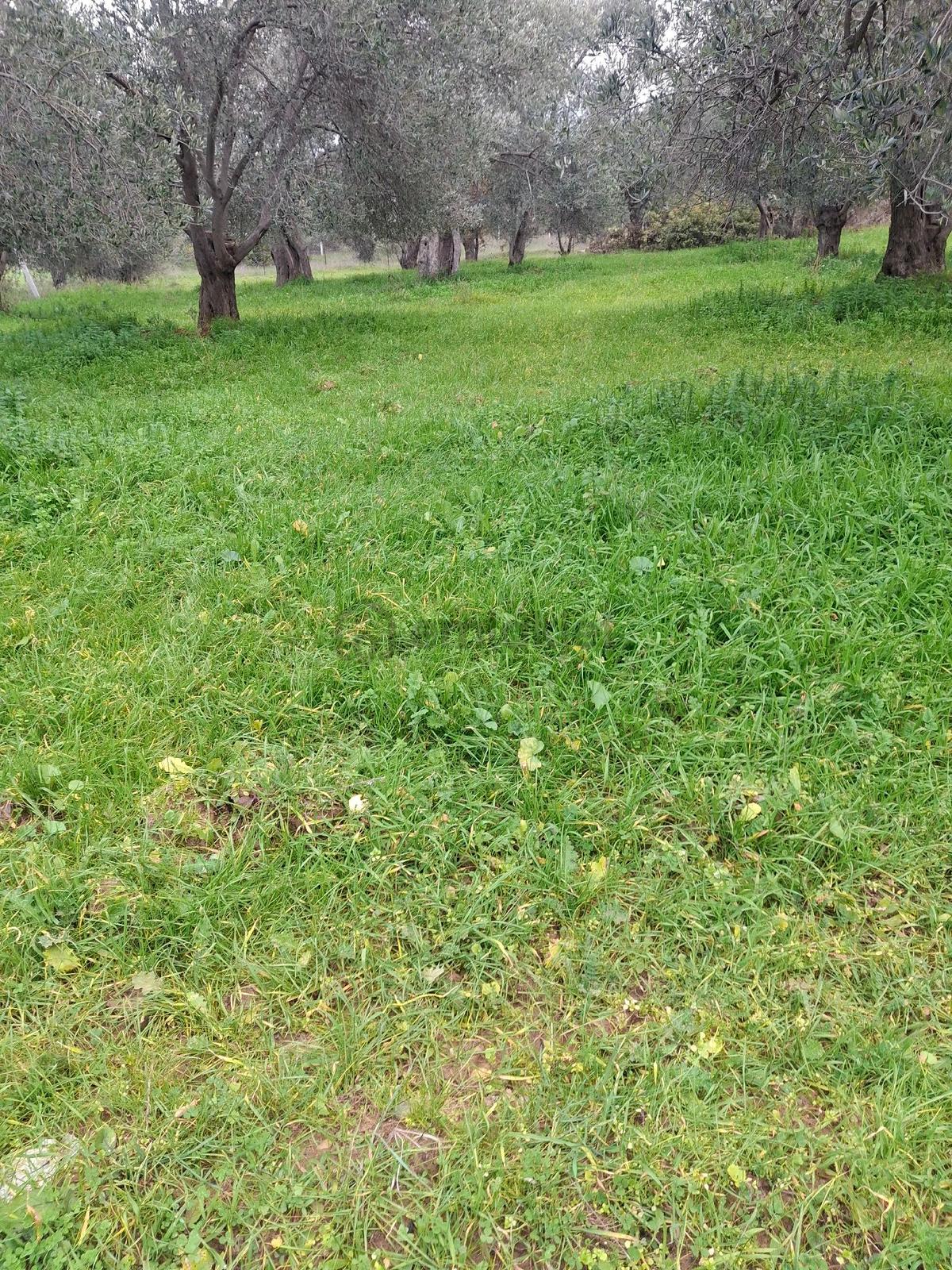 Mirya'dan Satılık Zeytinlik - 14